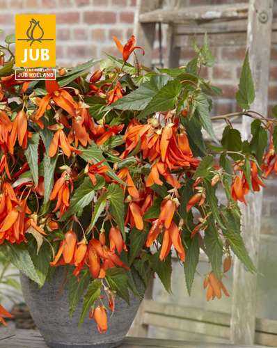 BEGÓNIA BOLIVIENSIS SANTA CRUZ 10 ks